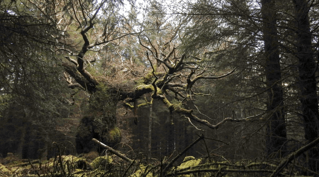 🌳 Celebrating Nature: Vote for the 2025 UK Tree of the Year! - Growth ...